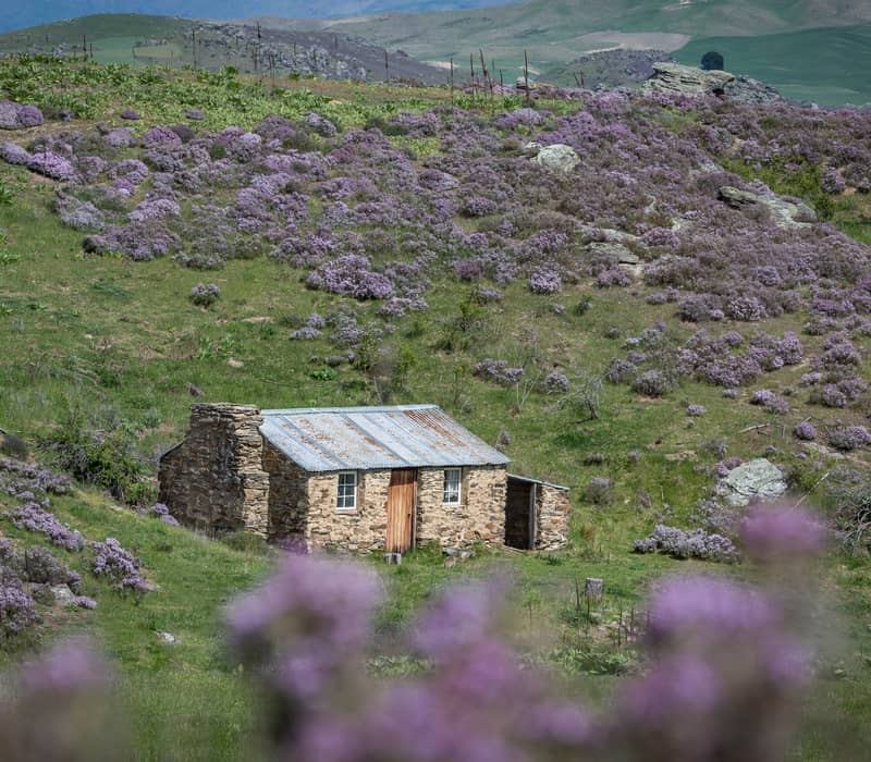 A small, historic stone cottage with a rusted corrugated iron roof sits in a grassy field surrounded by purple wildflowers and rocky schist outcrops in Central Otago.