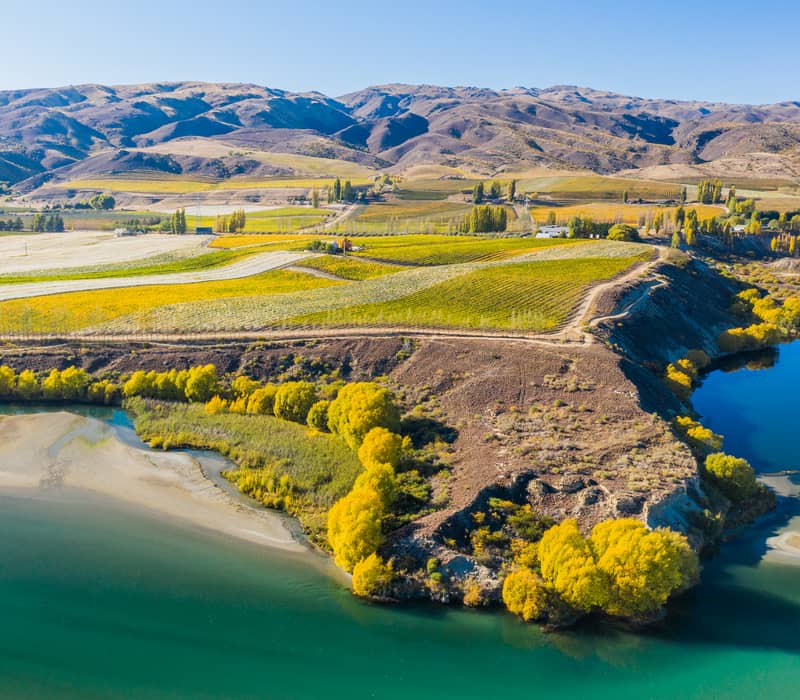 An aerial view of bright yellow autumn trees and tiered green and gold vineyards on a high terrace overlooking the turquoise waters of the Kawarau River in Bannockburn.