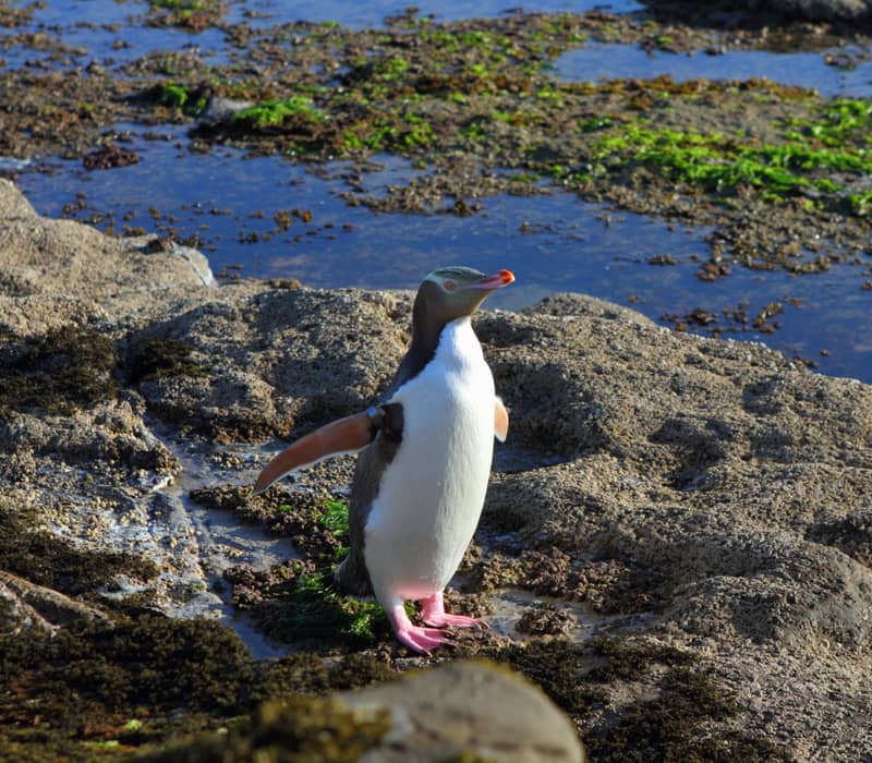 Penguin standing on rocky shore with water and seaweed around. Credit: The Opera