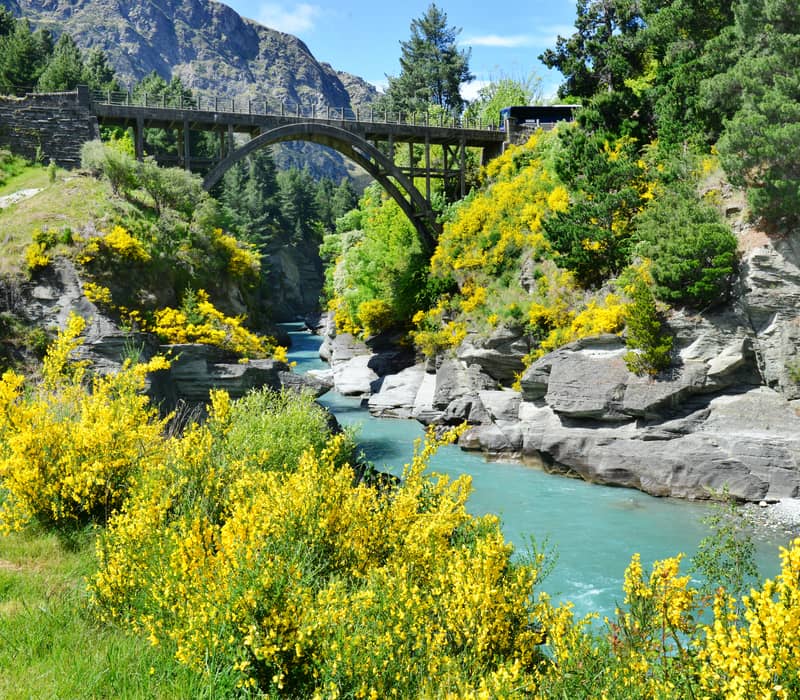 A scenic landscape view of the historic concrete Edith Cavell Bridge arching over the bright turquoise Shotover River canyon, surrounded by rocky cliffs, green pine trees, and blooming bright yellow broom bushes under a blue sky.