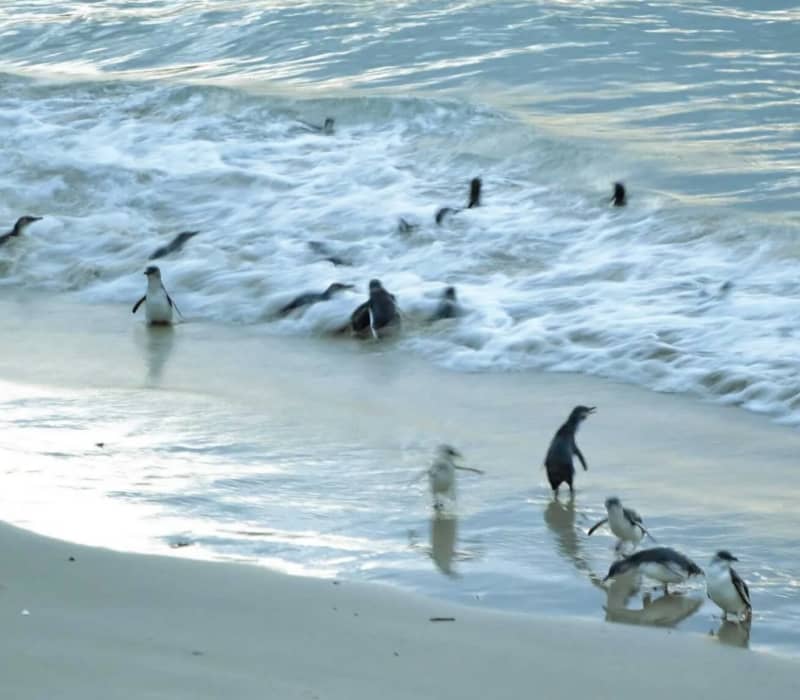 Blue penguins on a sandy beach with waves rolling in at the shore Credit: Blue Penguins Pukekura