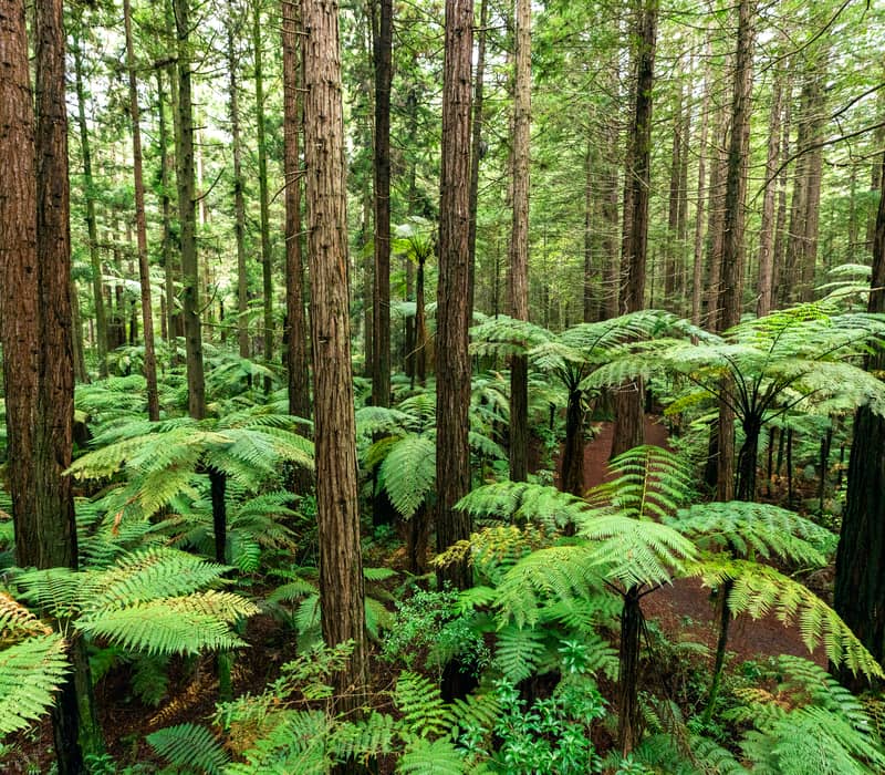 A high-angle view looking down into a dense forest of tall redwood trunks and vibrant green silver ferns in Rotorua.