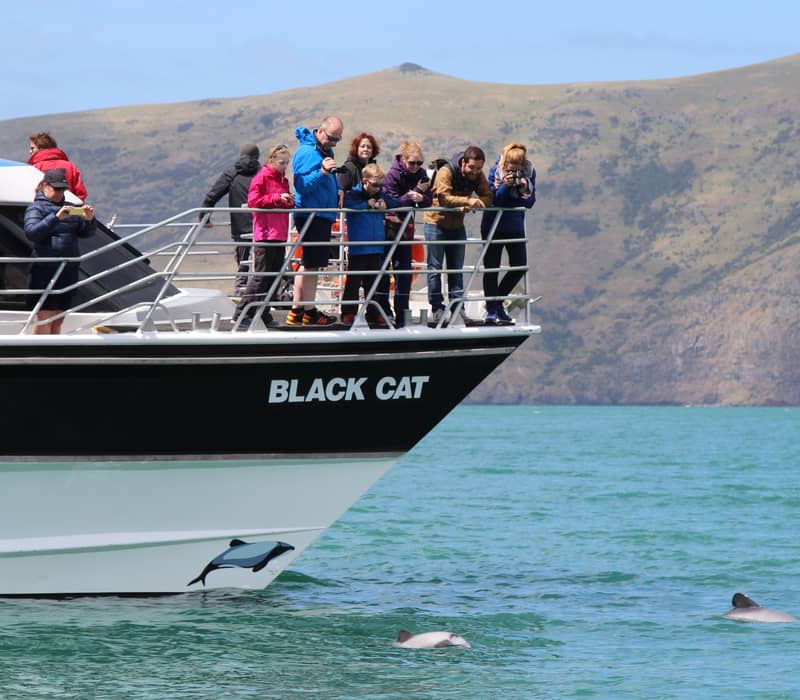 People on a cruise boat looking at dolphins swimming nearby in clear blue water with cliffs in the background. Credit: Black Cat Group 2007