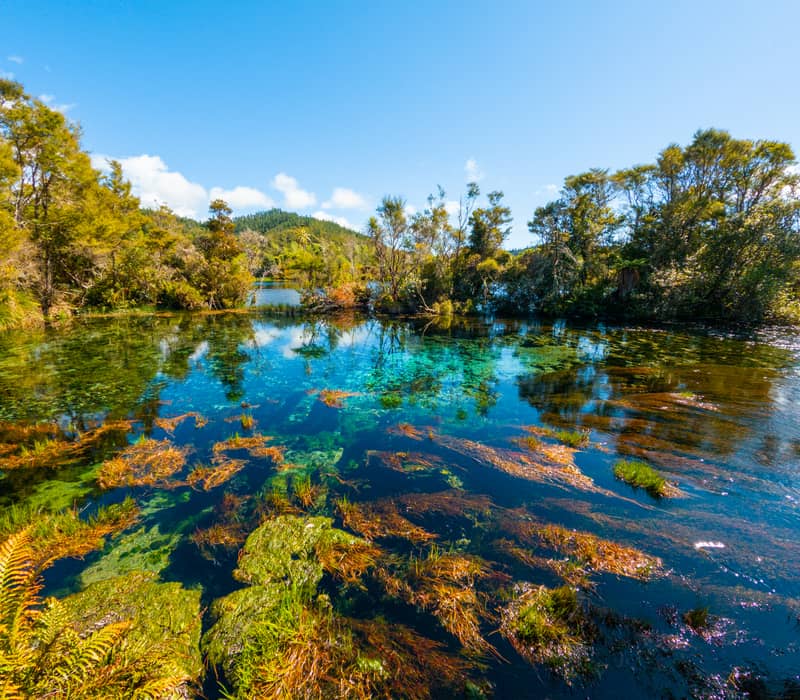 A vibrant, close-up landscape of crystal-clear spring water showing bright green and orange underwater plants, surrounded by lush native New Zealand bush under a bright blue sky.