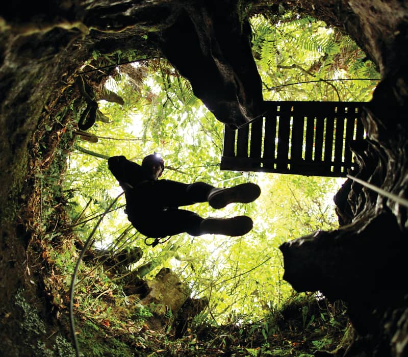 A low-angle view looking up from inside a dark cave shaft at an adventurer abseiling down from a lush, sunlit forest opening above. Credit: Discover Waitomo Group