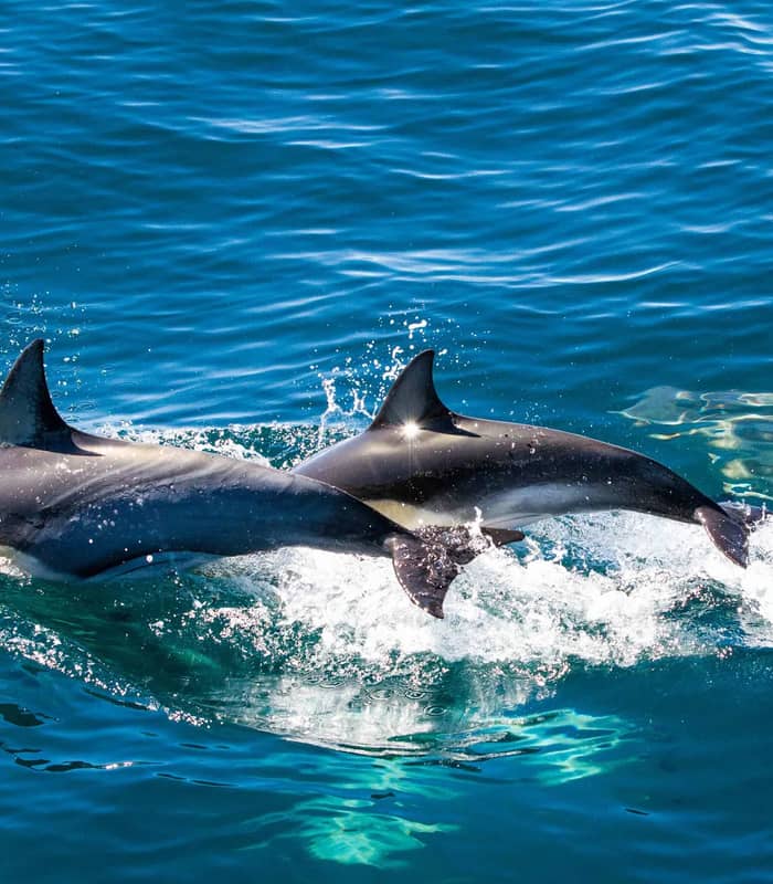 Dolphins swimming in blue water 