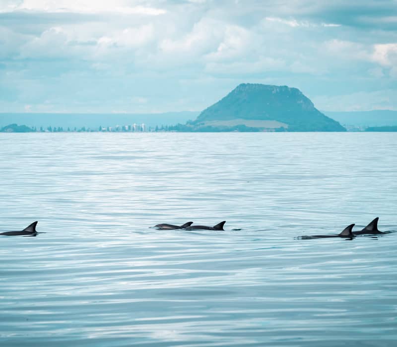 Dolphins swimming in blue water 