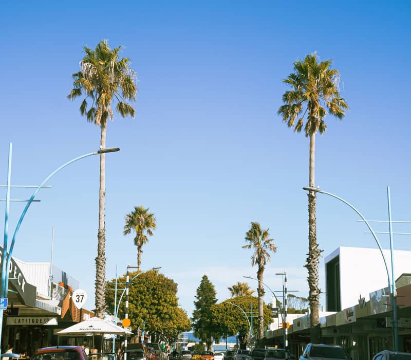 Palm trees on Mount Main Street.