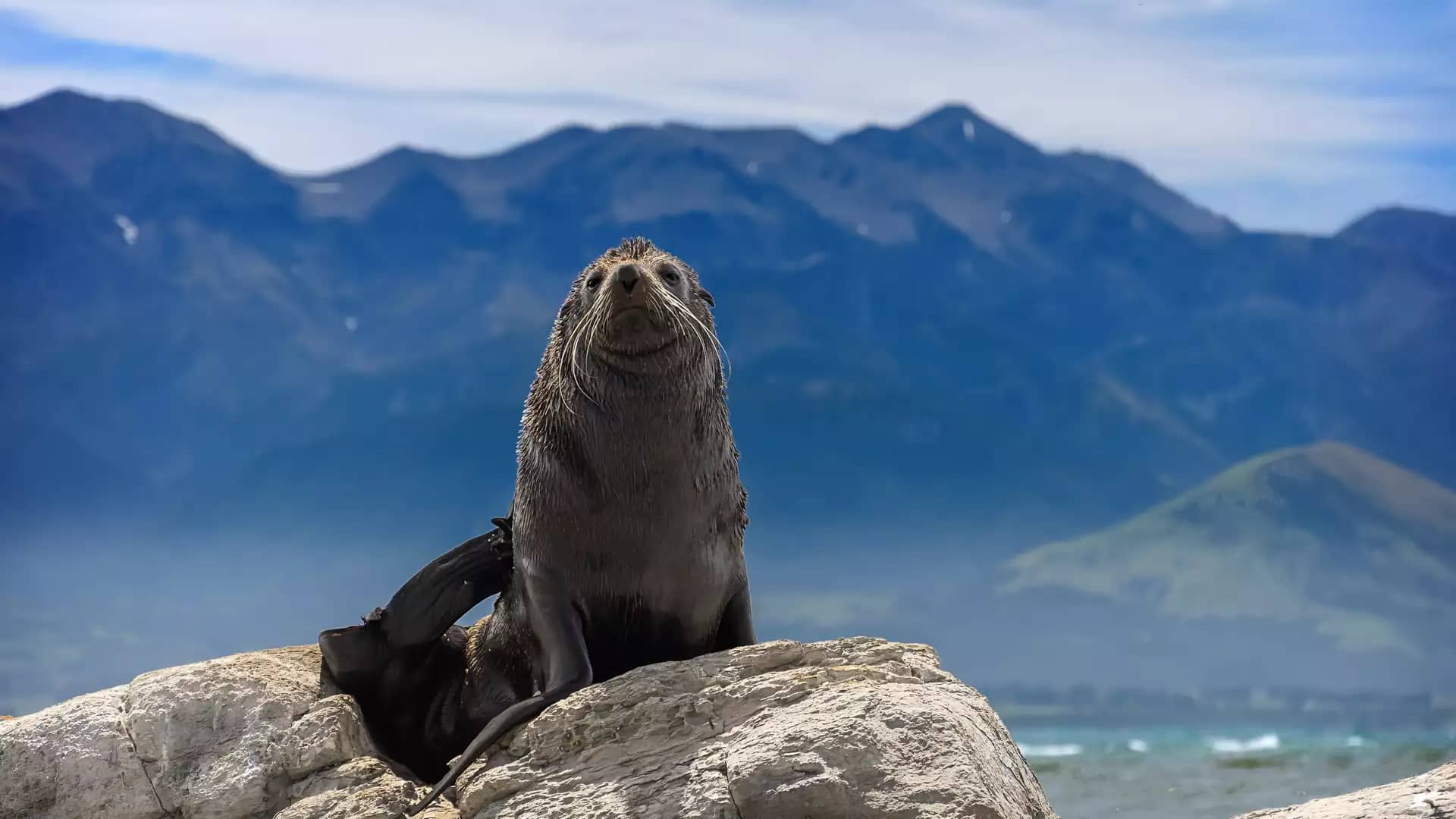 Seal sitting on a rock near Kaikoura