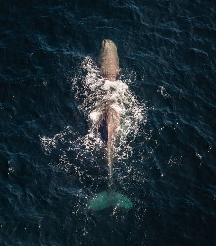 Aerial view of a sperm whale swimming in dark blue ocean water