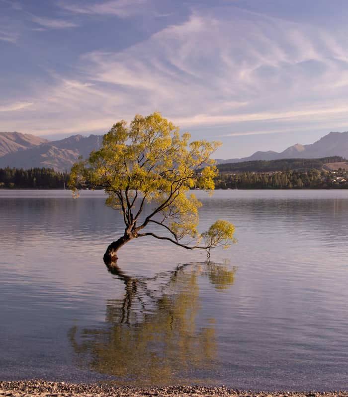 View of the Wanaka Tree