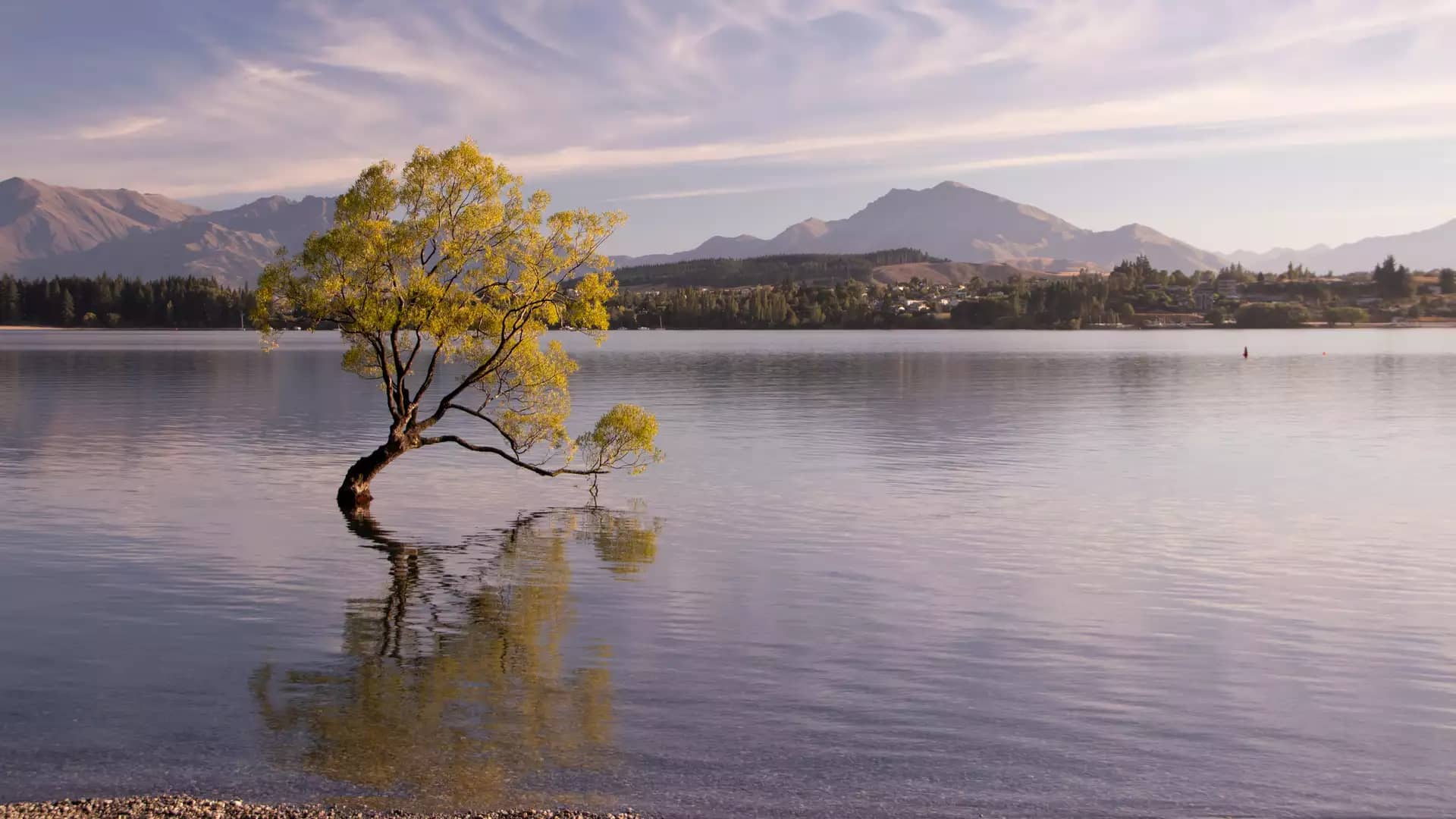 View of the Wanaka Tree