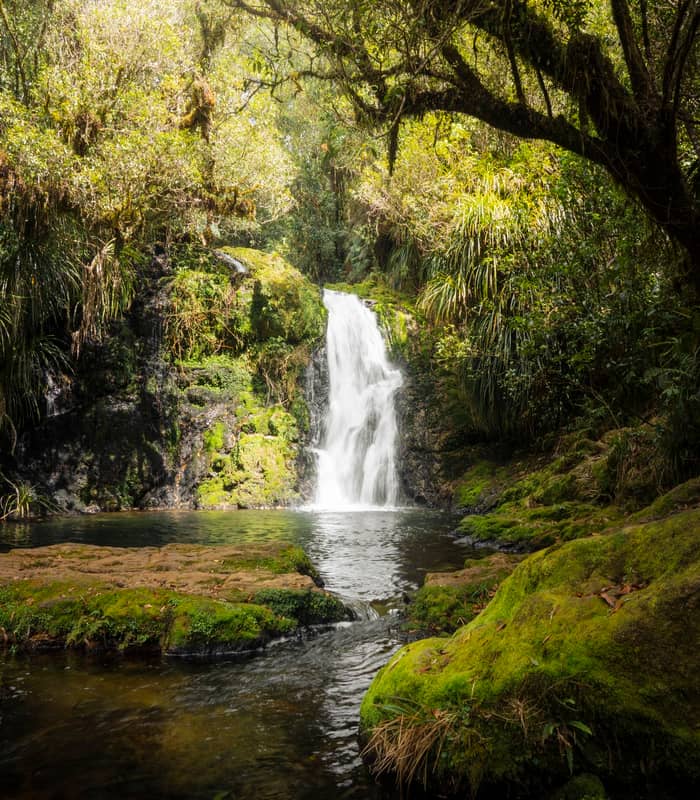 Whataroa falls surrounded by dense forest. 