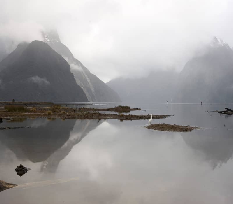 A white heron stands on a small island in the still, reflective waters of Milford Sound, with mist-shrouded mountains and Mitre Peak rising in the background.