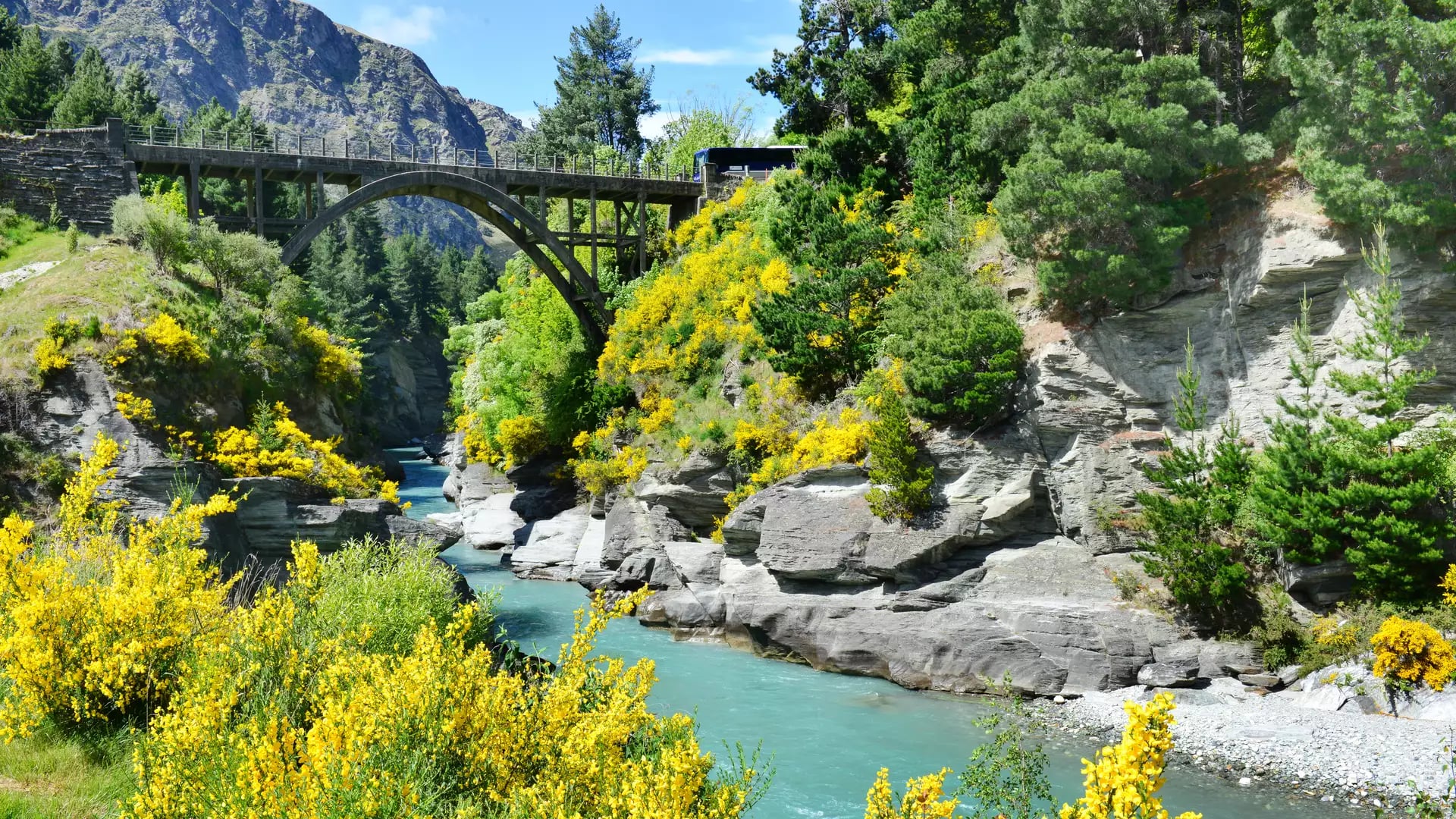 A scenic landscape view of the historic concrete Edith Cavell Bridge arching over the bright turquoise Shotover River canyon, surrounded by rocky cliffs, green pine trees, and blooming bright yellow broom bushes under a blue sky. Credit: Shutterstock