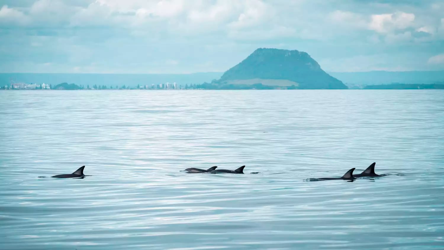 Dolphins swimming in blue water 