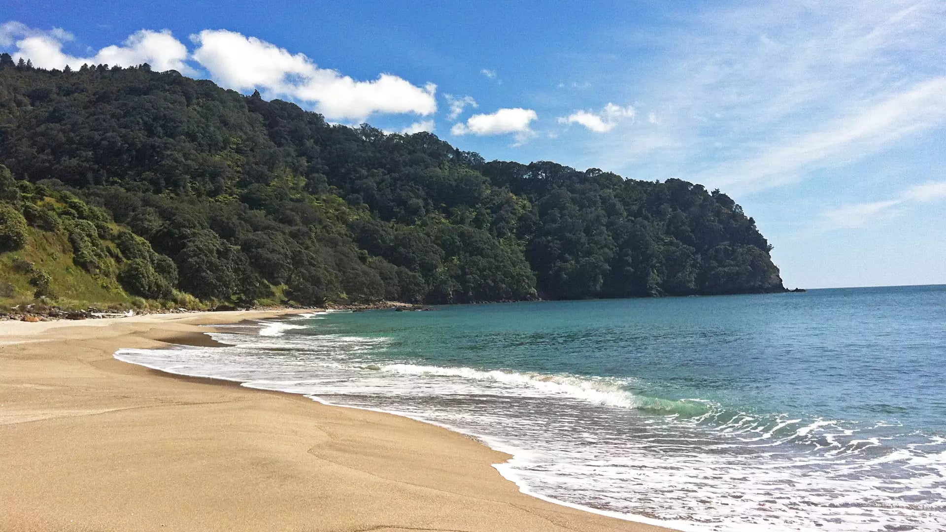 A wide, sunlit view of the golden sand beach and turquoise waves at Orakawa Bay, bordered by a dense, steep forest under a blue sky with light clouds. Credit: Tourism Bay of Plenty