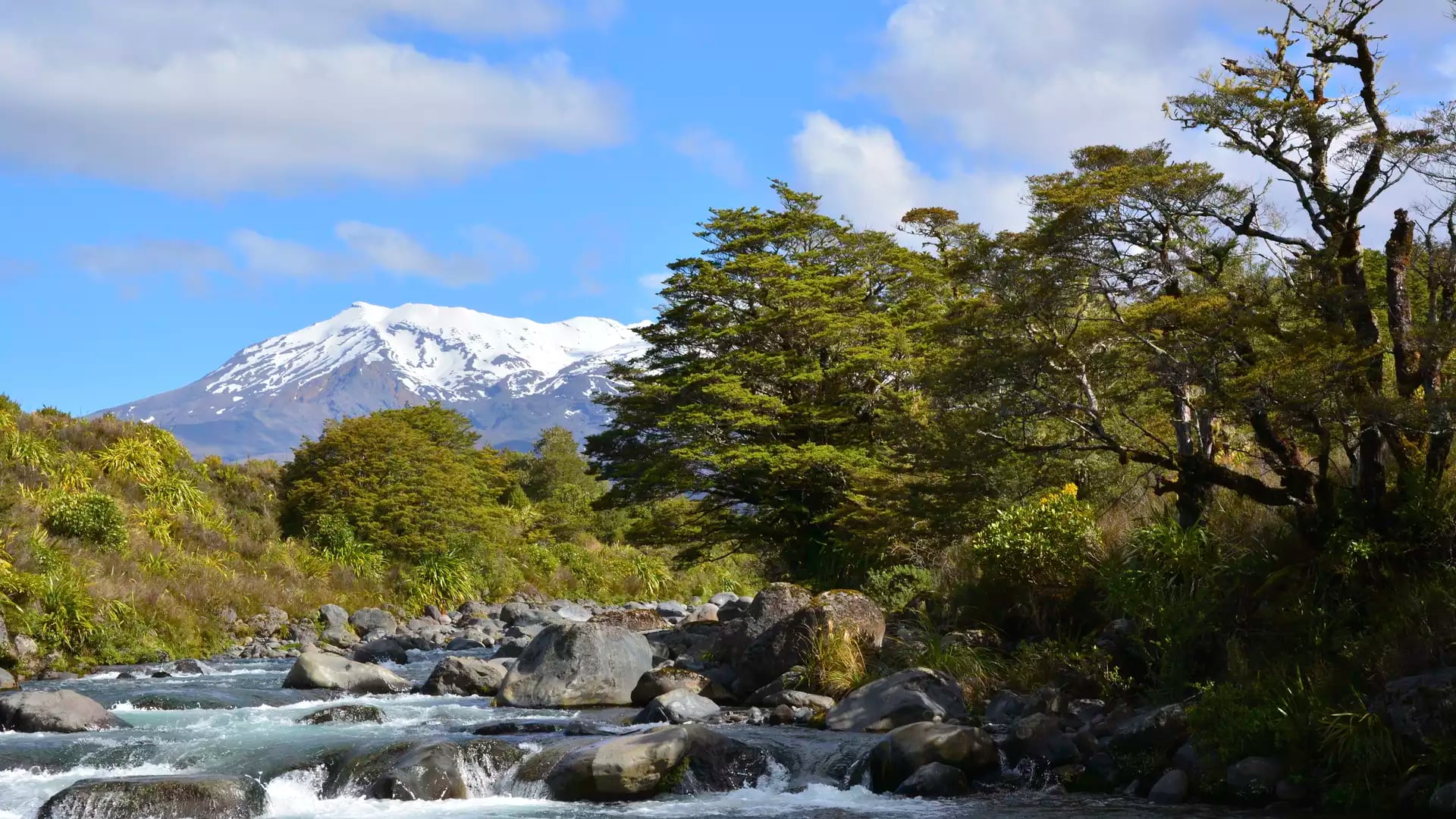 A wide view of a clear, rocky river with white-water rapids in the foreground, framed by lush green trees and a massive snow-capped mountain under a blue sky.