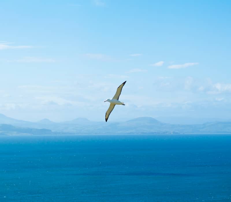 Albatross flying over ocean