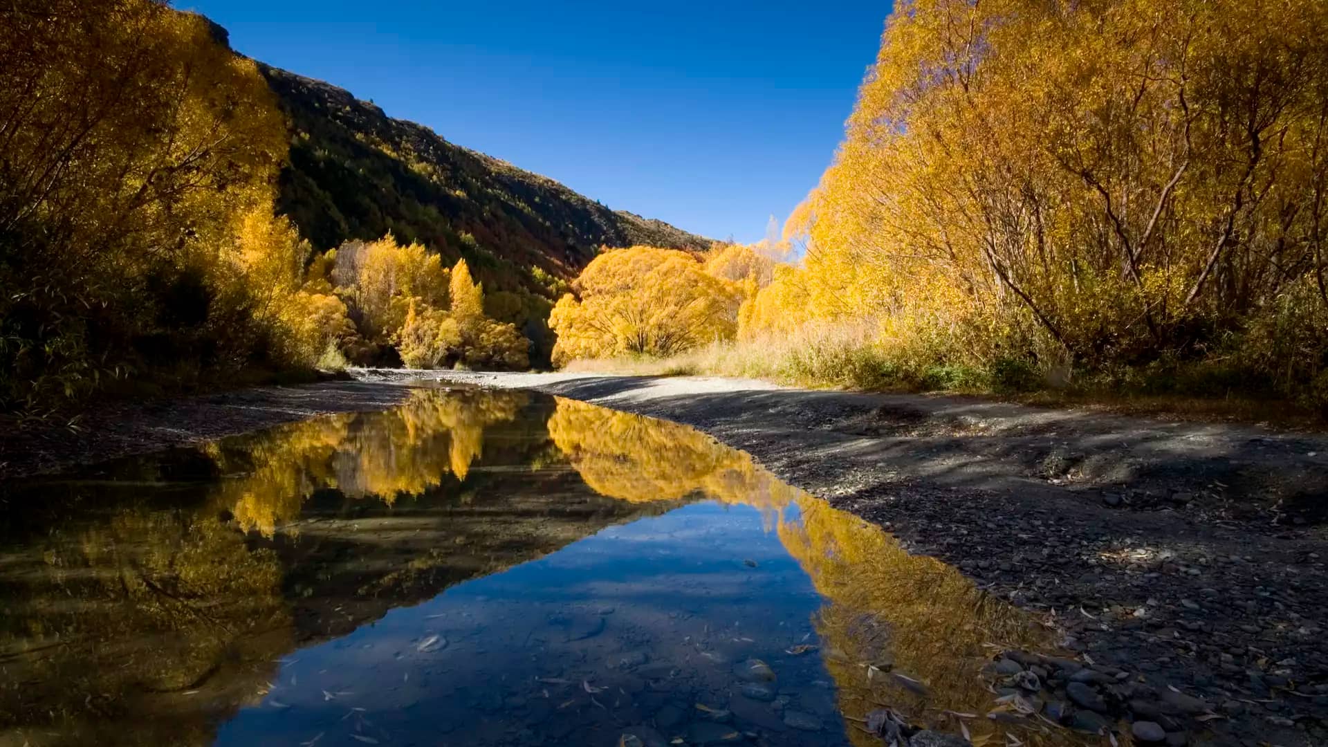 Yellow autumn trees reflected in a clear river with mountains in the background under blue sky
