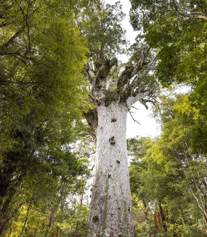 Tall ancient kauri tree with thick trunk surrounded by green foliage in Waipoua Forest