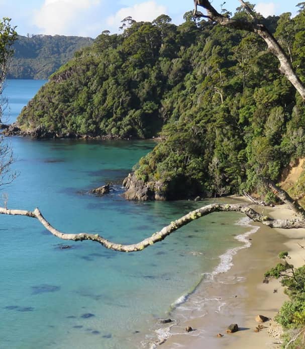 An elevated coastal view of a secluded beach with golden sand and turquoise water, framed by twisted native trees and dense pōhutukawa and ponga forest on Stewart Island.