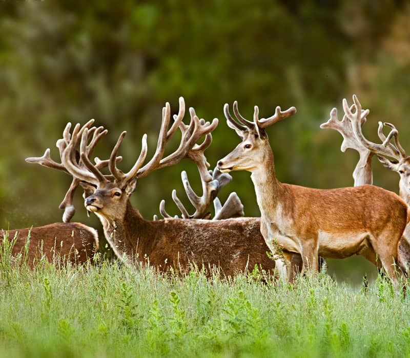 Deer standing in grass at Treetops Lodge.