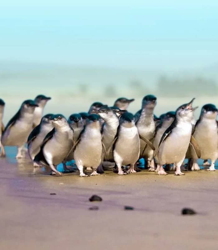 Group of blue penguins walking on a sandy beach near the coast.
