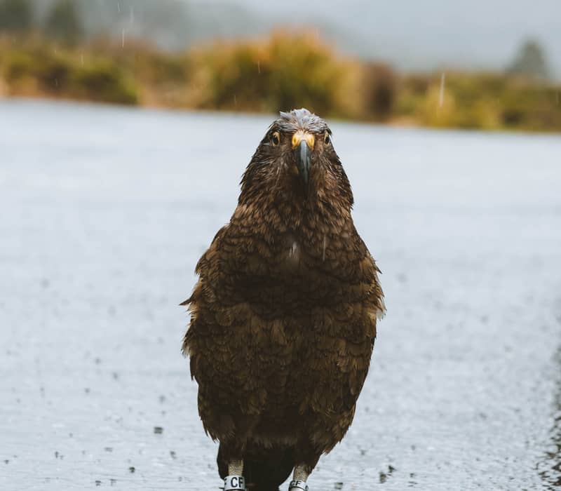 Wet Kea bird standing on wet ground in the rain with leg bands visible.