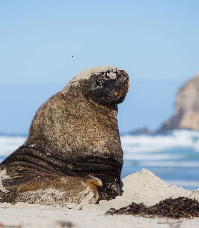 Male sea lion sitting on sandy beach near ocean waves and rocks