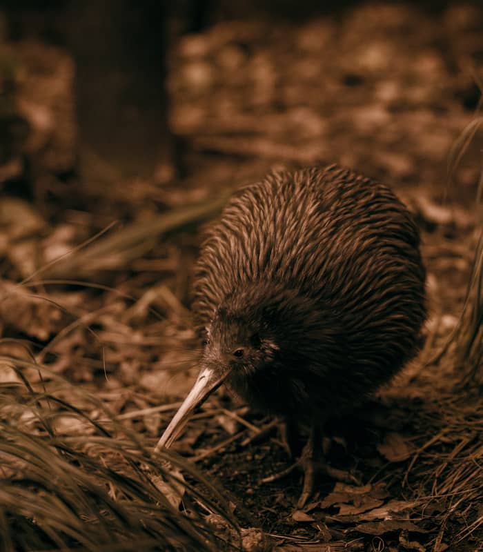 Kiwi bird with brown feathers standing on forest floor with grass and leaves.