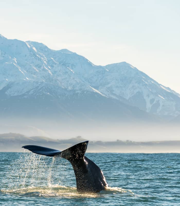 Sperm whale tail splashing in ocean with snowy mountains in the background.