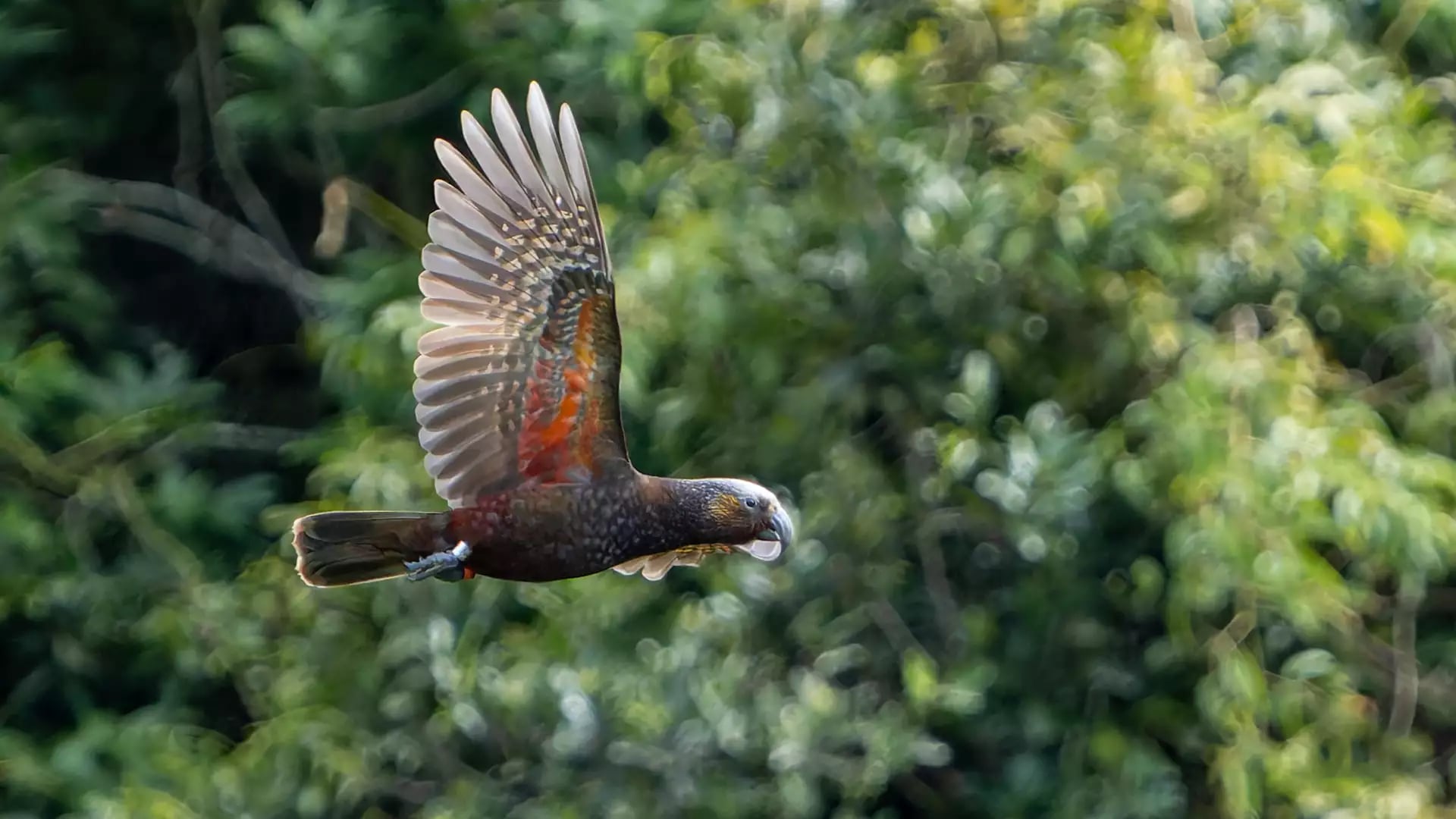 Kākā bird flying through dense green forest foliage at Zealandia sanctuary