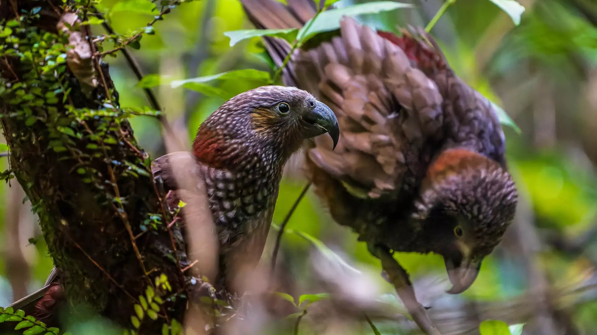 Two kākā birds perched in green forest foliage.