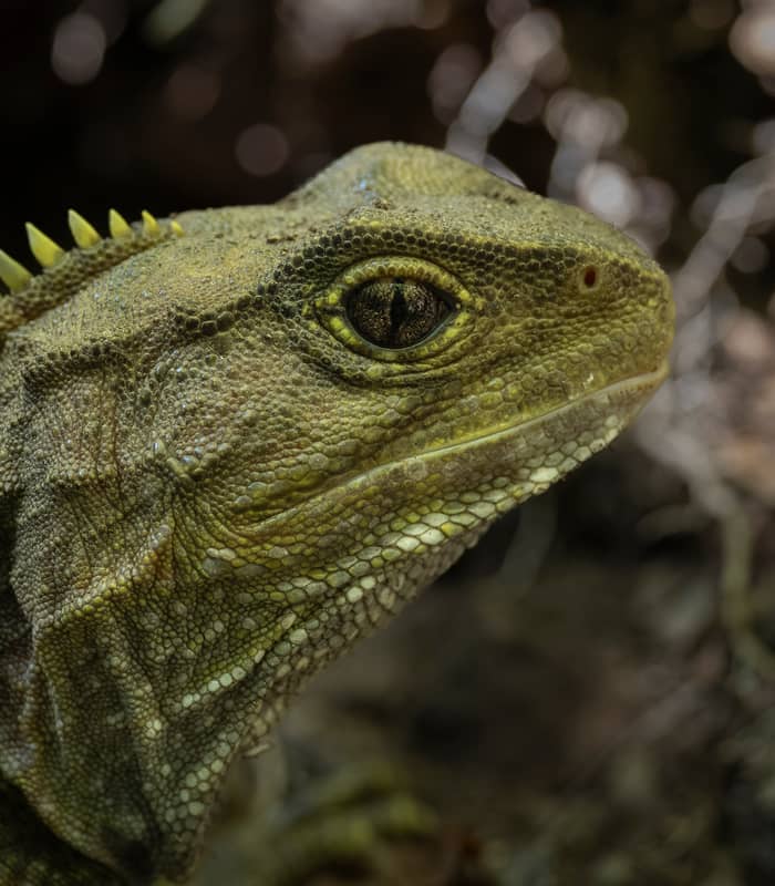 Close-up of a tuatara's head with textured skin and yellow spikes along its back.