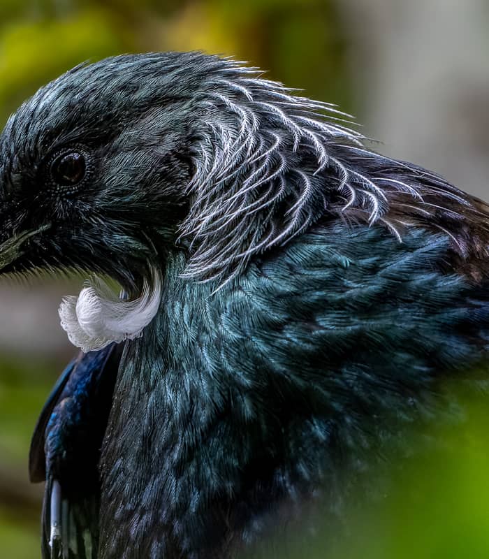 Close-up of a tūī bird with blue and black feathers and white tuft under its beak.